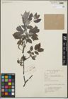 Foto von Salix heterochroma Seemen